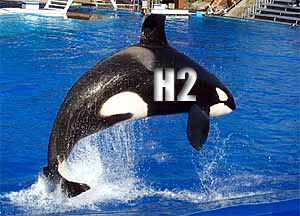 Shamu